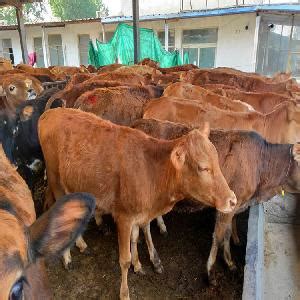 鞍山养殖肉牛20头 养殖肉牛20头-食品商务网