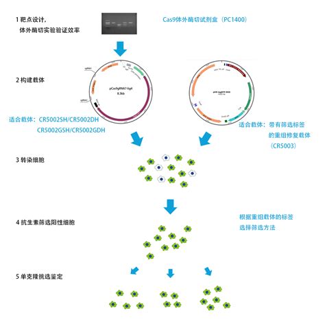 EasyMut基因多点突变试剂盒-生化试剂-上海觅拓生物科技有限公司
