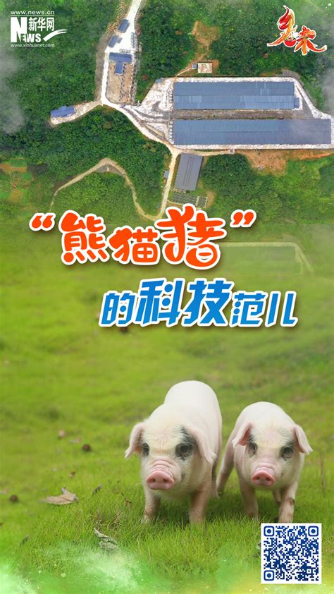 红色猪的图片