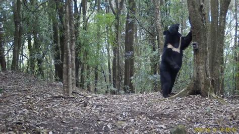 黑龙江男子疑似被黑熊攻击！遇到熊该如何逃生？装死真的没用|黑熊|野生动物|人类_新浪新闻