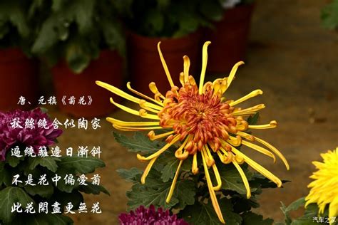 有关描写菊花的古诗词集锦-学习网