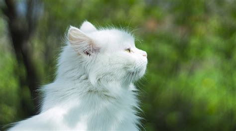 为什么黑白猫咪都是上黑下白 却没有上白下黑的猫咪 - 第5页 | 宠物天空
