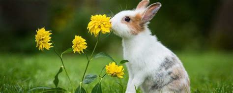 做梦梦见兔子是什么意思 做梦梦见兔子是啥意思_知秀网