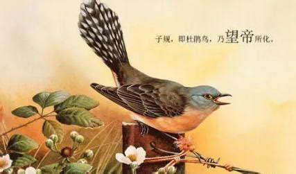 33句与“鸟”有关诗句，一起感受古诗词的魅力！|白居易|王维|鸟_新浪新闻