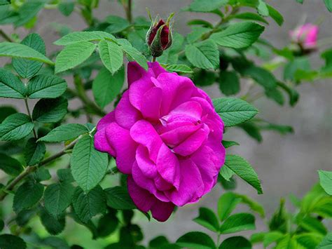 玫瑰是皮刺还是茎刺,玫瑰的刺学名叫什么,玫瑰茎上的刺是什么刺_大山谷图库