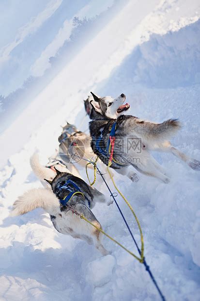 雪橇犬图片_雪地里的雪橇犬拉车素材_高清图片_摄影照片_寻图免费打包下载