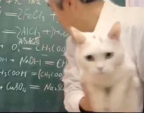 老师抱猫“当教鞭”吸引学生，猫：被迫营业_手机新浪网