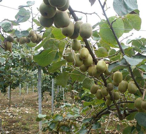 实际经验，山东淄博博山猕猴桃品种介绍与泰山一号猕猴桃树苗规格介绍