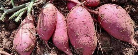 红薯应该什么时候种？专家告诉您合理种植时间，避免踩雷优收增产 - 知乎