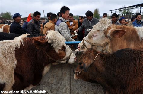 走进贵州威宁小海镇 西南最大畜牧市场上演震撼耕牛交易_频道_凤凰网