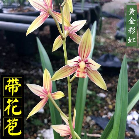 黄金彩虹图片