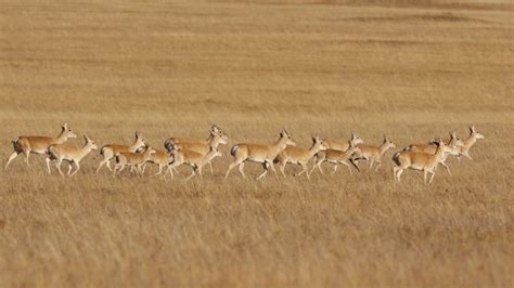 千只黄羊现身内蒙古巴尔虎黄羊自治区级自然保护区_凤凰网视频_凤凰网