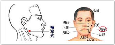 颊车的准确位置图图片