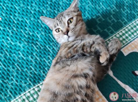 读懂猫咪肢体语言 猫咪能听懂自己的名字吗_宠物百科 - 养宠客