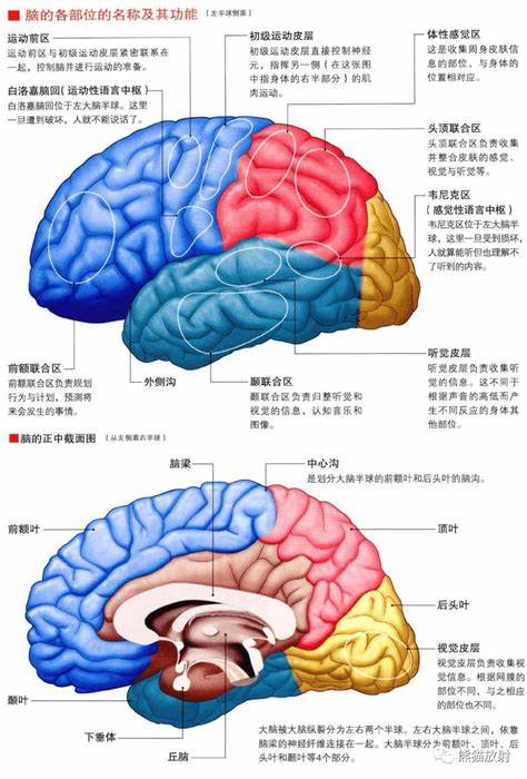 大脑皮层主要运动区位于哪里