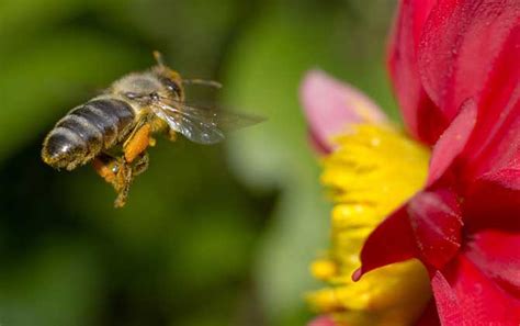 蜜蜂采蜜对花有什么好处？ - 蜜蜂知识 - 酷蜜蜂