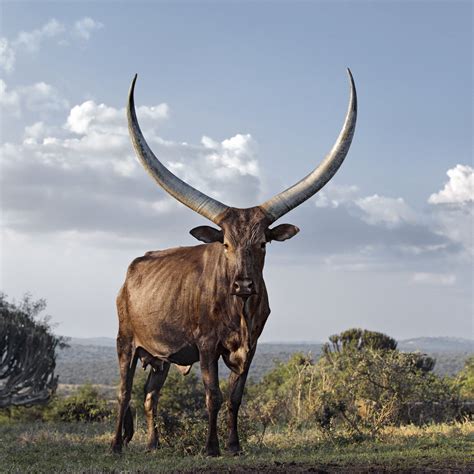 长角牛的黑白特写照片高清图片下载-正版图片504415104-摄图网