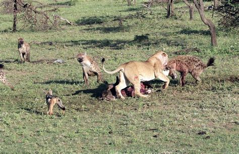 肯尼亚十几只鬣狗围捕一只母狮 四只同伴前来相助结局反转