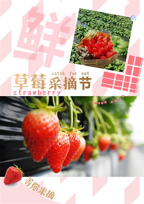 草莓采摘节海报|平面|海报|宁静致远lavendul - 原创作品 - 站酷 (ZCOOL)