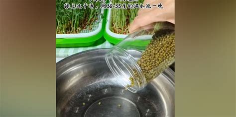 【种豆芽的做法步骤图，种豆芽怎么做好吃】茉茉的心事_下厨房