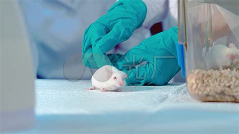 世界首张小鼠“扰动图谱”揭秘基因功能 上海科技大学池天团队成果登上《细胞》