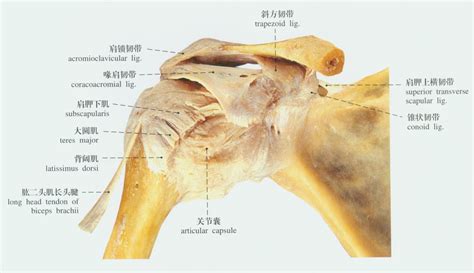 肩关节肌肉解剖图图片 肩关节肌肉解剖图图片