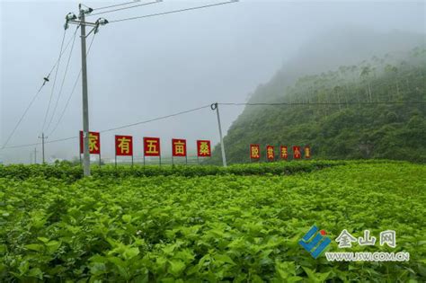 靖西市积极推动桑蚕产业发展 - 广西县域经济网