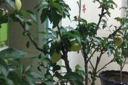 苹果树和梨树疏花疏果有什么区别？ - 农业种植网