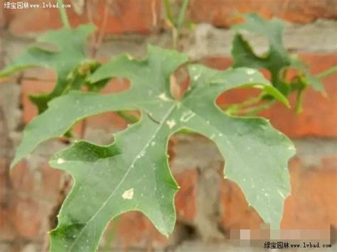 瓜蒌常见病害的防治－－秋季篇-绿宝园林网
