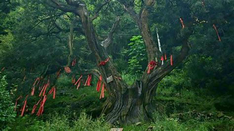 千年香榧树,高山丘壑,自然风景,摄影,汇图网www.huitu.com