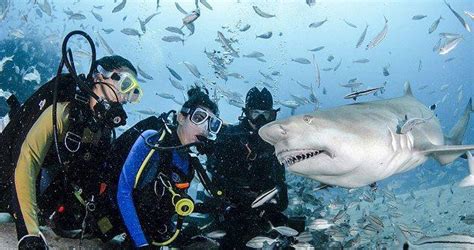 野生动物摄影师近距离拍摄鲨鱼进食画面|文章|中国国家地理网