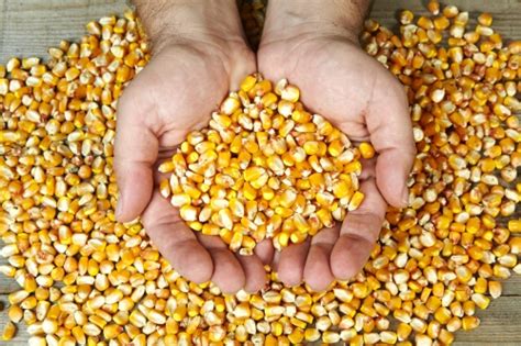 玉米种子播种前需要做哪些准备？ - 种植百科 - 中国农业科普网