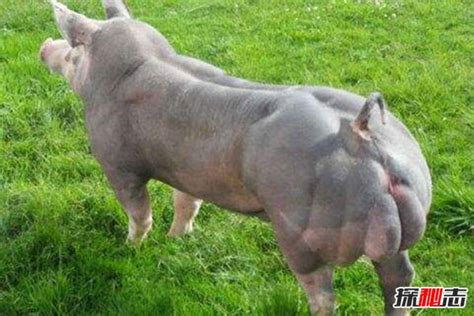 世界上最强壮的猪：杜洛克猪身体一半是肌肉（吃不起）-小狼观天下