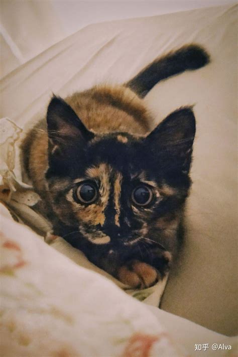 被公认“最丑”的猫—玳瑁猫，常常被弃养，但我认为它有这6点好_猫咪