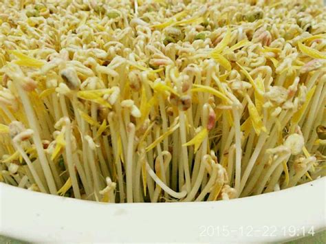 【绿豆芽自制的健康的做法步骤图，怎么做好吃】Crystalfeng_下厨房