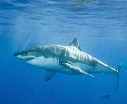 凶猛的鲨鱼为什么从来不吃海豚？今天可算知道了|鲨鱼|海豚|大海_新浪新闻