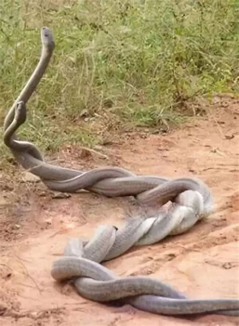 一条蛇围成一个图案吞着自己的尾巴高清PNG素材