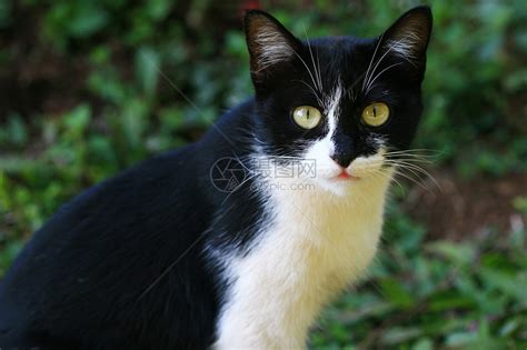 好奇黑白小猫高清图片下载-正版图片507124988-摄图网