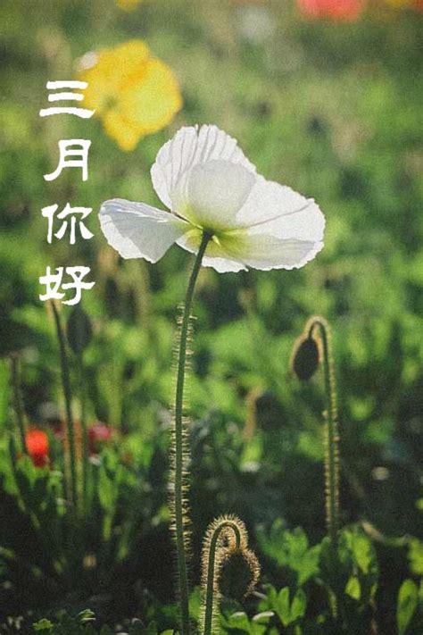 三月再见大全图片