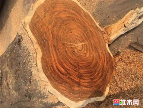 乌金木是什么木材是不是红木?【批木网】 - 木材专题 - 批木网