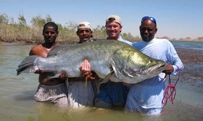全球最大的淡水鱼，重量可达到500斤，来到中国却纷纷“夭折”|湄公河|淡水鱼|鲶_新浪新闻