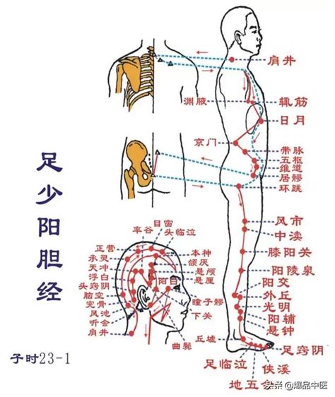膀胱经络图及走向图片 膀胱经络图及走向图片