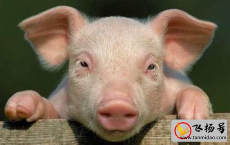 养一头猪多少钱（养一头猪的成本和利润分析）-飞扬号