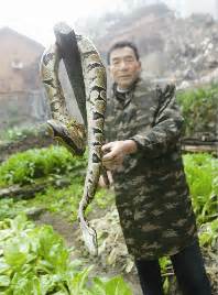 巴西工地挖出10米长巨蛇 体重达800斤! - 中国网山东图片新闻 - 中国网 • 山东