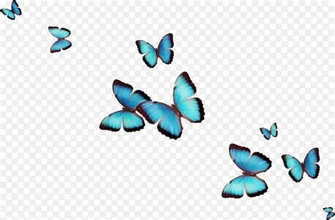 炫丽发光蓝色蝴蝶群飞舞透明通道挂件素材aep1080P视频素材下载-编号416545-潮点视频