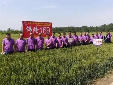 陕西省种业集团 - 基层动态 - 杨凌伟隆：全面开展小麦田间生产管理工作