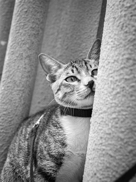 夜猫_[标签:标题1]