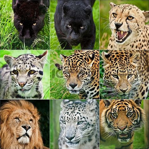 绿会腾讯乐捐项目：森林动物——云豹项目近日正式上线- 中国生物多样性保护与绿色发展基金会