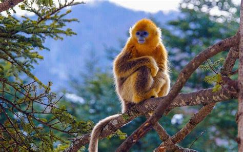 黔金丝猴生活在武陵山脉的什么山-百度经验