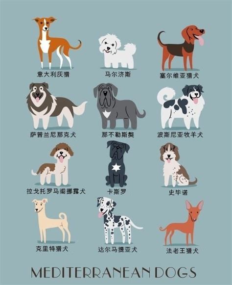 世界名犬图册_360百科